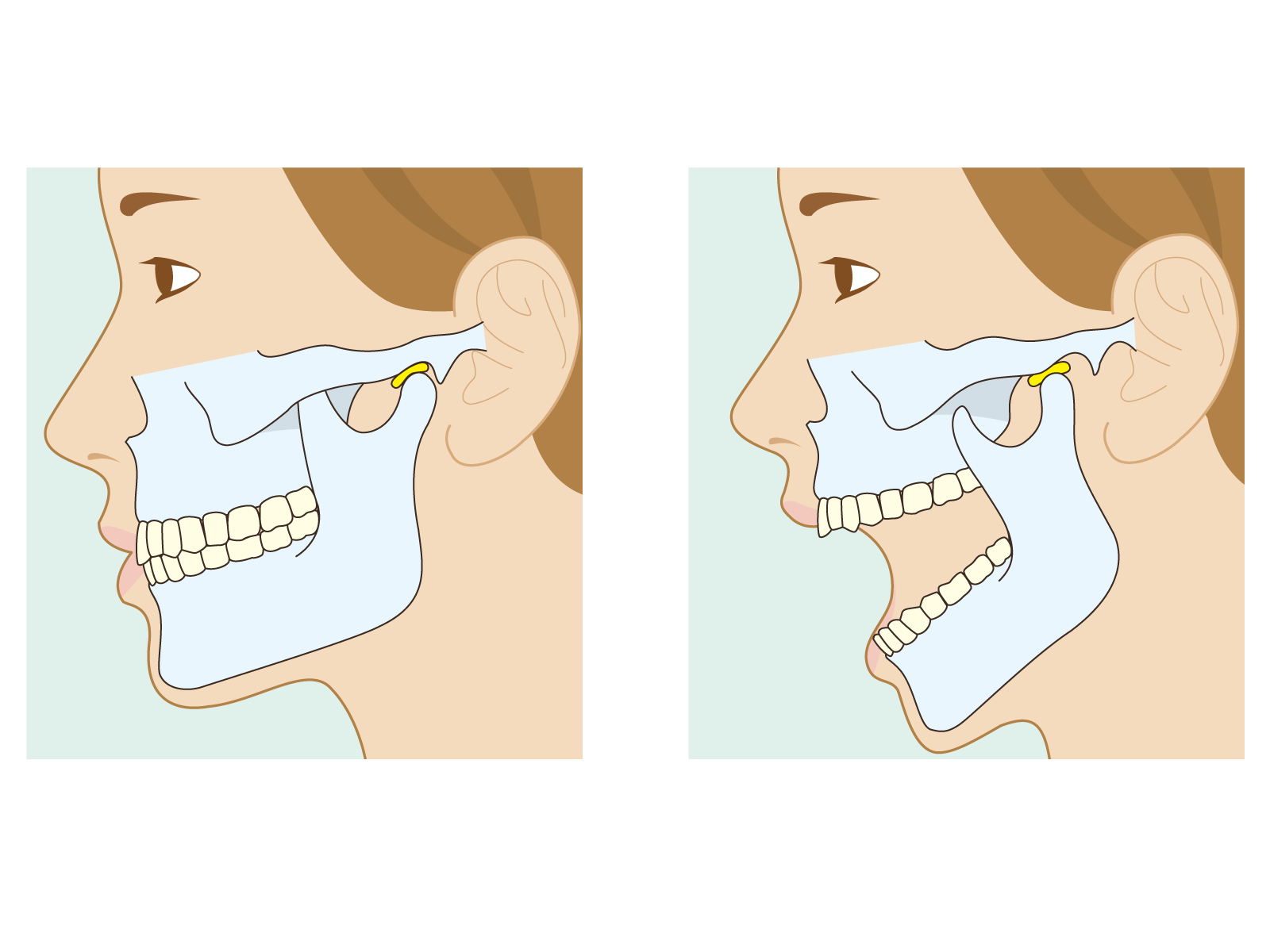 顎関節の動きの図解