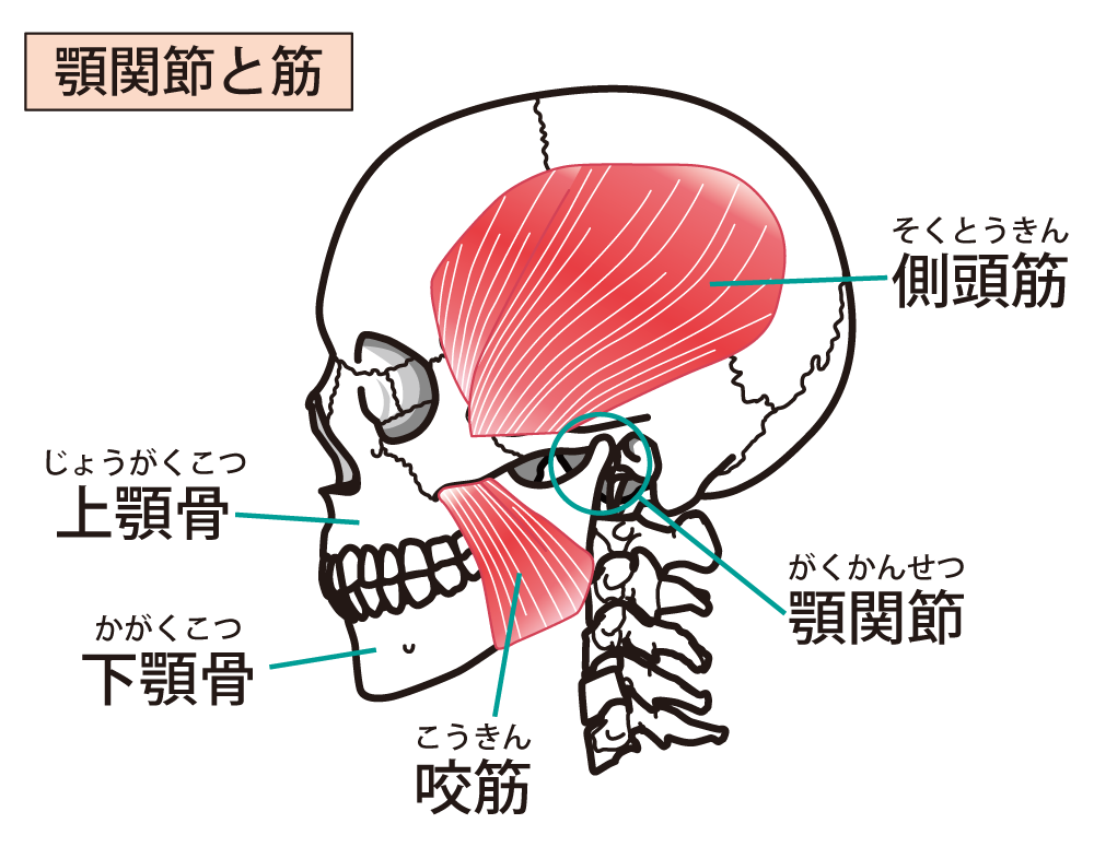顎関節の運動に関わる筋肉の図解